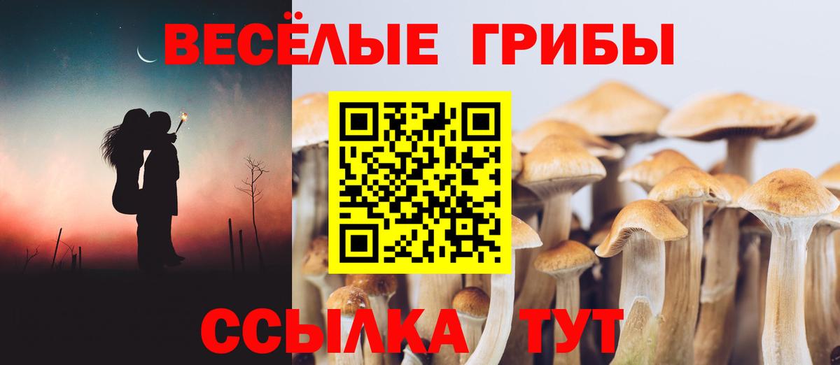 Псилоцибиновые грибы Psilocybe  Вход с VPN  Приморско-Ахтарск 